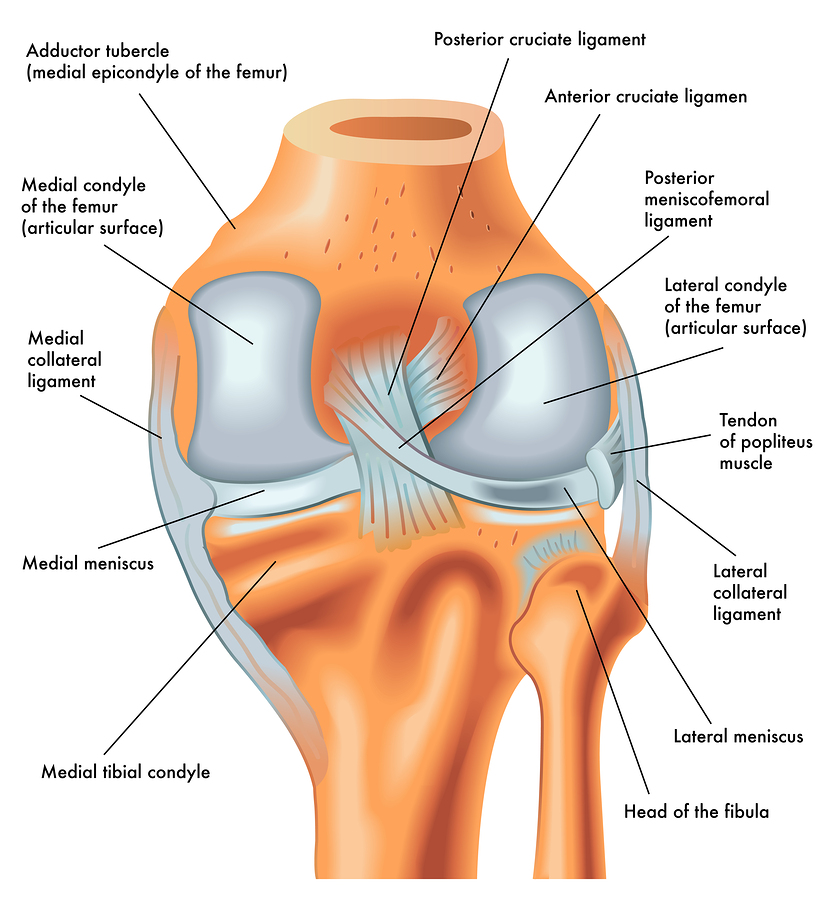 diagram of all parts of the knee joint and ligaments